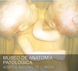 museo-anat-patolog